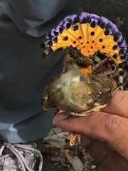 Onychorhynchus coronatus