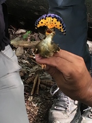 Onychorhynchus coronatus