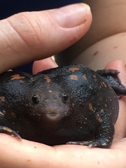 Rhinophrynus dorsalis