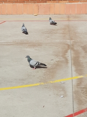 Columba livia domestica