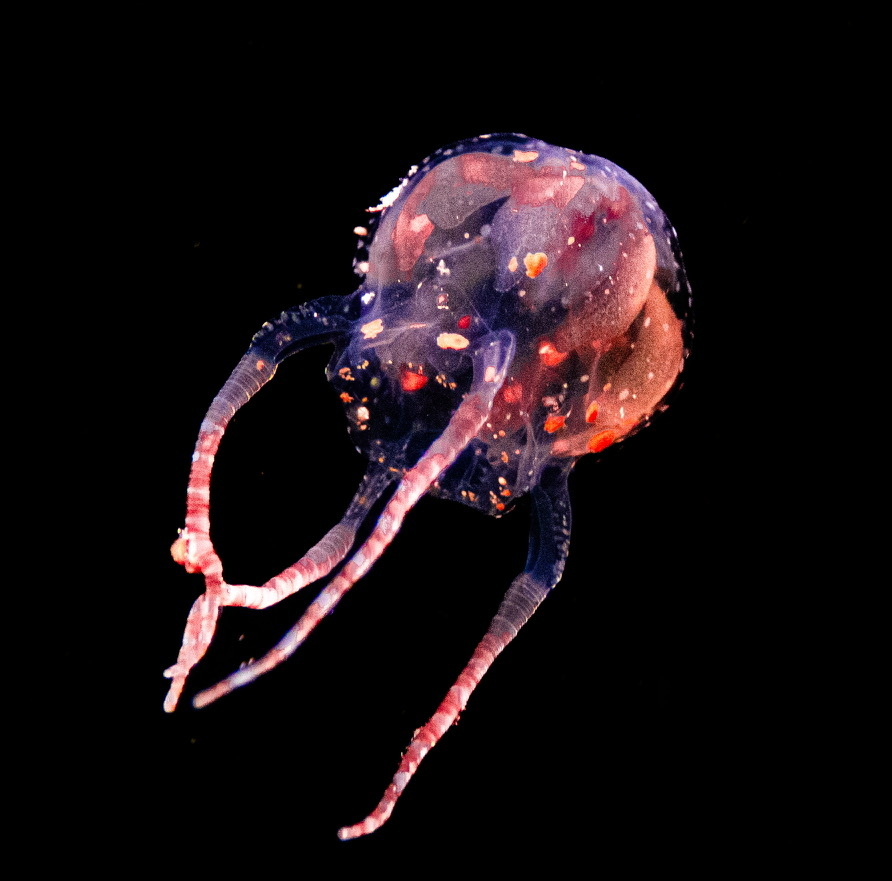 Copula sivickisi (Stiasny, 1926)