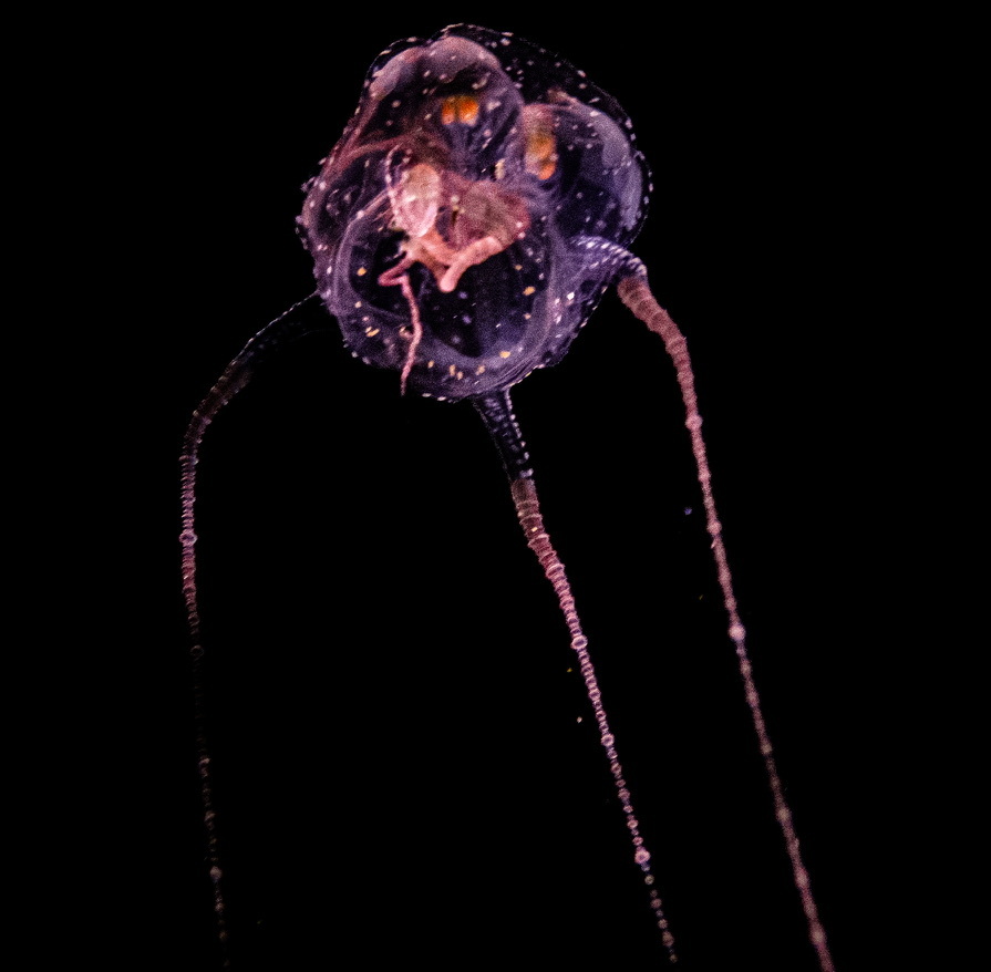 Copula sivickisi (Stiasny, 1926)