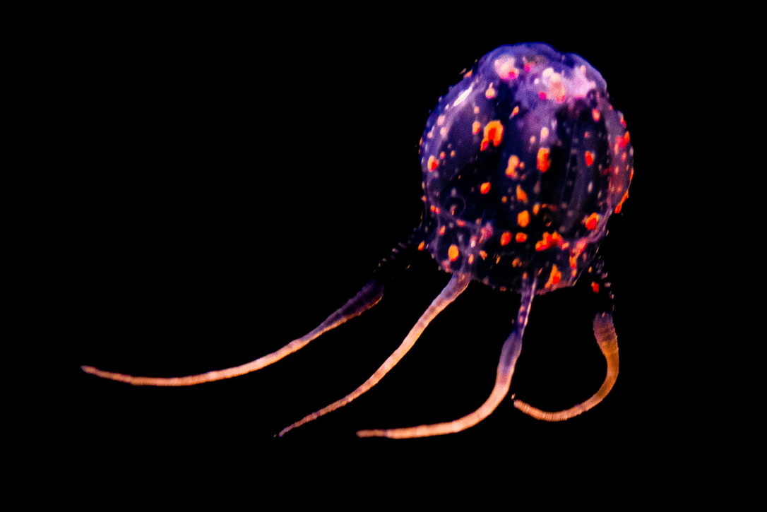 Copula sivickisi (Stiasny, 1926)