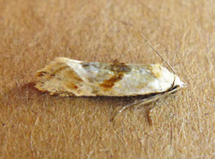 Cochylimorpha straminea