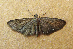 Eupithecia tripunctaria
