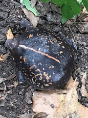 Rhinophrynus dorsalis