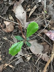 Hedycarya arborea