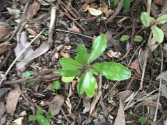 Hedycarya arborea