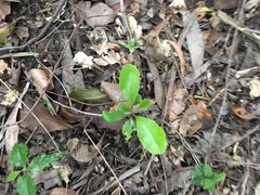 Hedycarya arborea