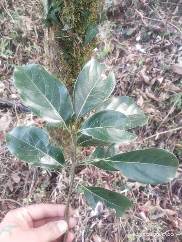 Cinnamomum glanduliferum, 2023-03-03