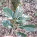 Cinnamomum glanduliferum - Photo (c) Rinzin Dorji, alguns direitos reservados (CC BY-NC), uploaded by Rinzin Dorji