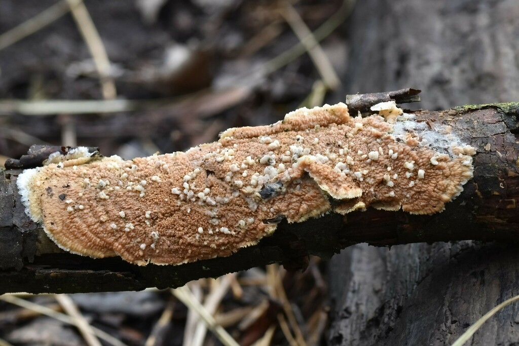 Quasiphlebia