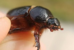 Temnorhynchus baal