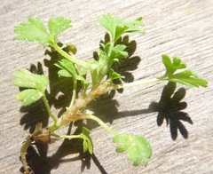 Alchemilla arvensis