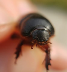 Temnorhynchus baal