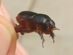 Temnorhynchus baal
