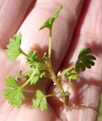 Alchemilla arvensis