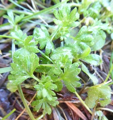 Alchemilla arvensis