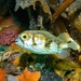 Globefish - Photo (c) imogenisunderwater, some rights reserved (CC BY-NC), uploaded by imogenisunderwater