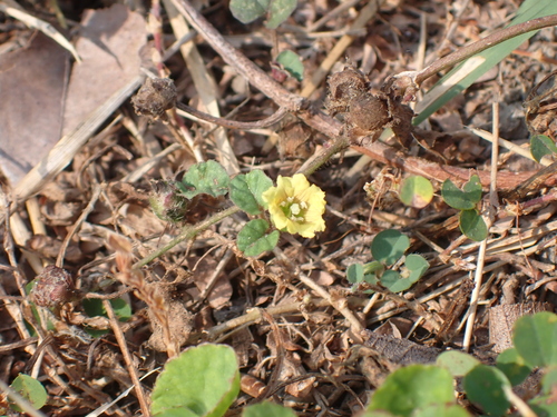 Image of Merremia emarginata by (c) luluchouette, some rights reserved (CC BY)