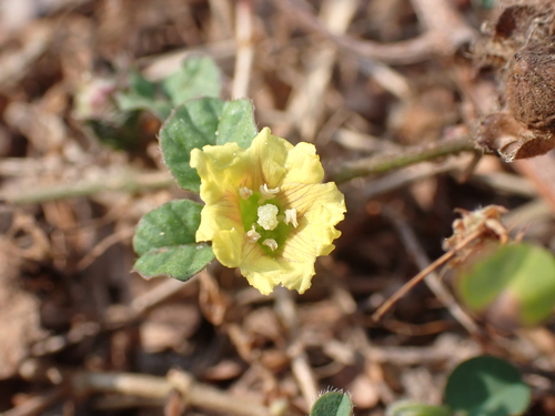 Image of Merremia emarginata by (c) luluchouette, some rights reserved (CC BY)