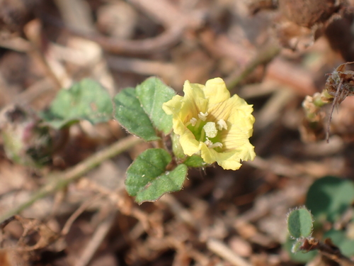 Image of Merremia emarginata by (c) luluchouette, some rights reserved (CC BY)
