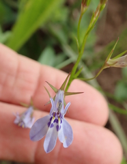 Lobelia flaccida