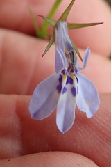 Lobelia flaccida