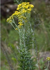 Senecio haygarthii