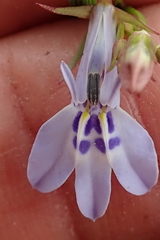 Lobelia flaccida