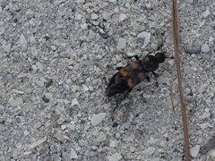 Nicrophorus carolina
