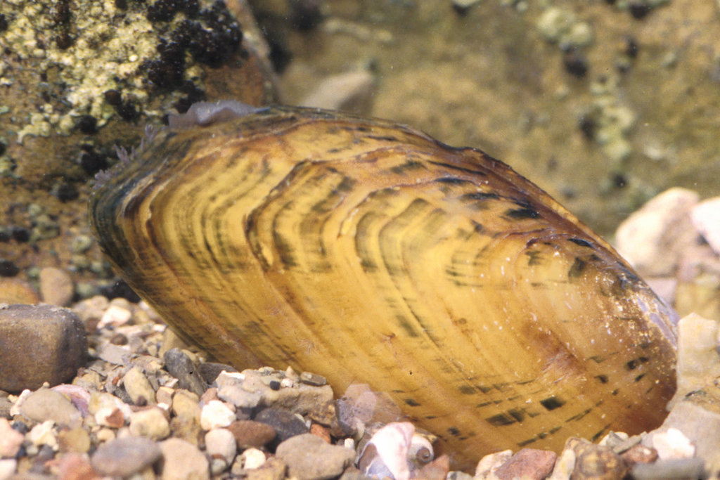 Cracking Pearlymussel (Mussels of the Upper Green River, KY) · iNaturalist