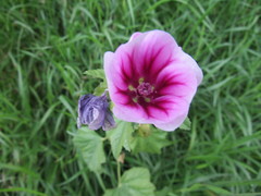 Malva sylvestris