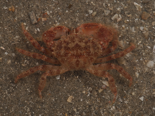 Pilumnus minutus · iNaturalist