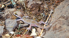 Hemidactylus triedrus