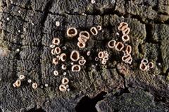 Trichopeziza