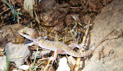 Hemidactylus triedrus