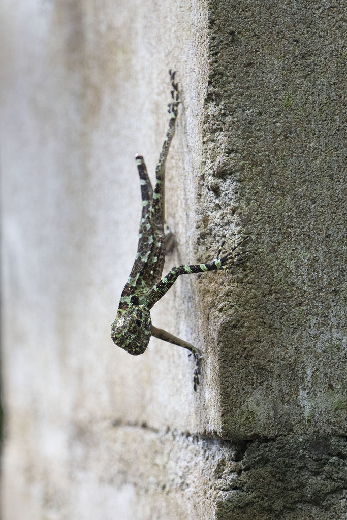 Collared Treerunner from Brownsberg, Suriname on January 10, 2023 at 02 ...