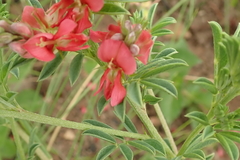 Indigofera hilaris
