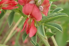 Indigofera hilaris