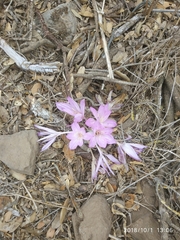 Colchicum feinbruniae