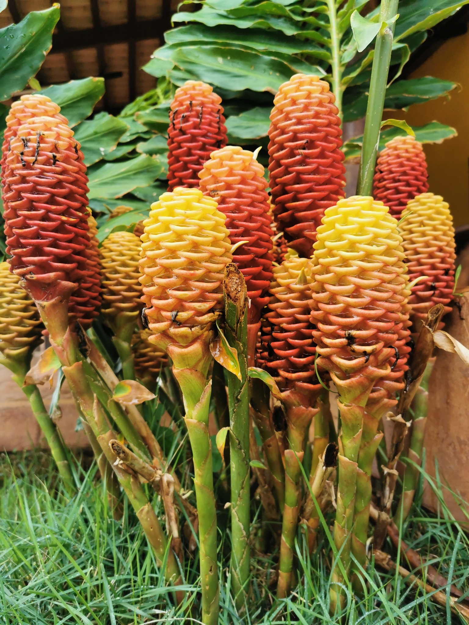 Zingiber spectabile