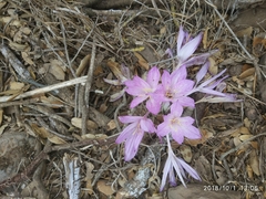 Colchicum feinbruniae