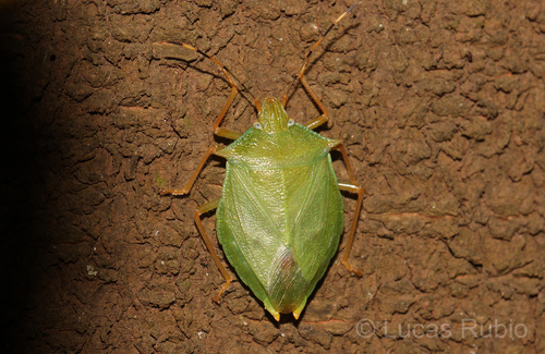 Chlorocoris complanatus · iNaturalist