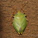 Chlorocoris complanatus - Photo (c) Lucas Rubio, algunos derechos reservados (CC BY), subido por Lucas Rubio