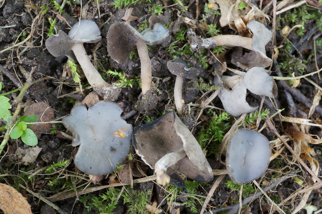Helvella ephippium