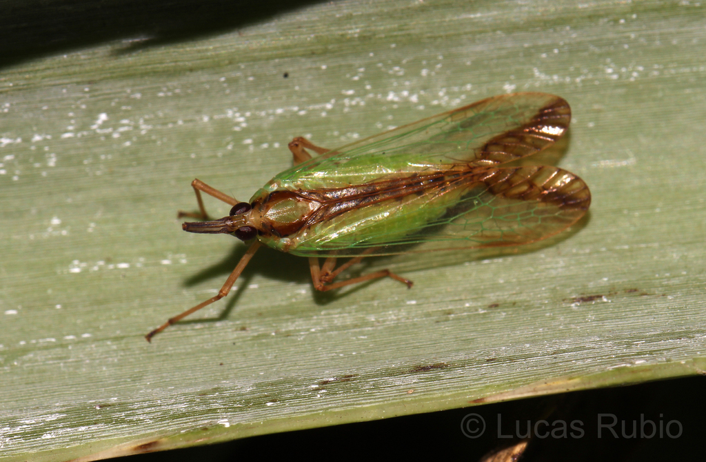 Paramisia rufistigma