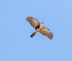 Black Sparrowhawk photo 4