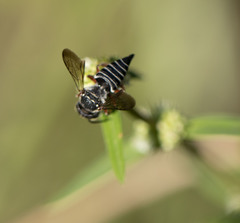 Coelioxys mexicanus