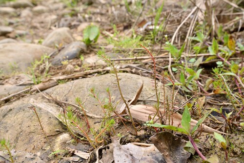 Myriophyllum ussuriense iNat (3)